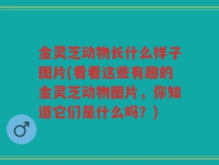 金灵芝动物长什么样子图片(看看这些有趣的金灵芝动物图片，你知道它们是什么吗？)