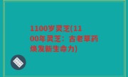 1100岁灵芝(1100年灵芝：古老草药焕发新生命力)