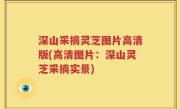 深山采摘灵芝图片高清版(高清图片：深山灵芝采摘实景)