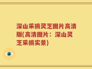 深山采摘灵芝图片高清版(高清图片：深山灵芝采摘实景)