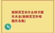 新鲜灵芝长什么样子图片大全(新鲜灵芝外观图片合集)