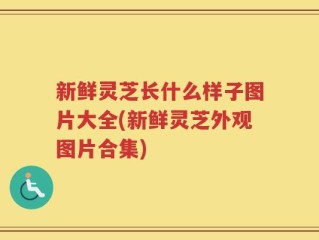 新鲜灵芝长什么样子图片大全(新鲜灵芝外观图片合集)