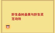 野生桑树桑黄与野生灵芝功效