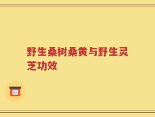 野生桑树桑黄与野生灵芝功效