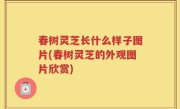 春树灵芝长什么样子图片(春树灵芝的外观图片欣赏)