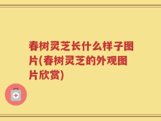 春树灵芝长什么样子图片(春树灵芝的外观图片欣赏)