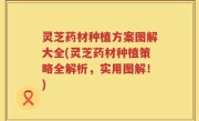 灵芝药材种植方案图解大全(灵芝药材种植策略全解析，实用图解！)