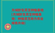 方城野生灵芝种植基地(方城野生灵芝种植基地：种植灵芝助力农业绿色升级)