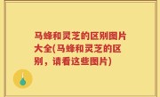 马蜂和灵芝的区别图片大全(马蜂和灵芝的区别，请看这些图片)