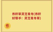 养肝草灵芝麦冬(养肝好帮手：灵芝麦冬草)