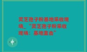 灵芝孢子粉基地采收现场_“灵芝孢子粉采收现场：基地直击”