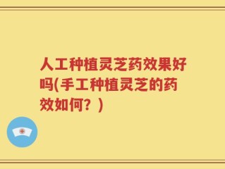 人工种植灵芝药效果好吗(手工种植灵芝的药效如何？)