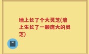 墙上长了个大灵芝(墙上生长了一颗庞大的灵芝)