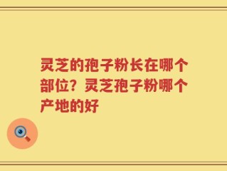 灵芝的孢子粉长在哪个部位？灵芝孢子粉哪个产地的好