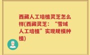 西藏人工培植灵芝怎么样(西藏灵芝：“雪域人工培植”实现规模种植)