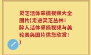 灵芝活体采摘视频大全图片(走进灵芝丛林!醉人活体采摘视频与美轮美奂图片供您欣赏!)
