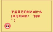 平盖灵芝的别名叫什么(灵芝的别名：“仙草”)