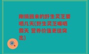 刚摘回来的野生灵芝要晒几天(野生灵芝曝晒露天 营养价值更佳突出)