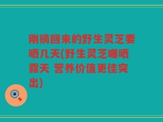 刚摘回来的野生灵芝要晒几天(野生灵芝曝晒露天 营养价值更佳突出)