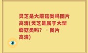 灵芝是大蘑菇类吗图片高清(灵芝是属于大型蘑菇类吗？ - 图片高清)