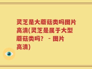 灵芝是大蘑菇类吗图片高清(灵芝是属于大型蘑菇类吗？ - 图片高清)