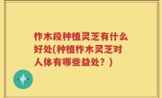 柞木段种植灵芝有什么好处(种植柞木灵芝对人体有哪些益处？)