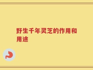 野生千年灵芝的作用和用途