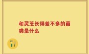 和灵芝长得差不多的菌类是什么