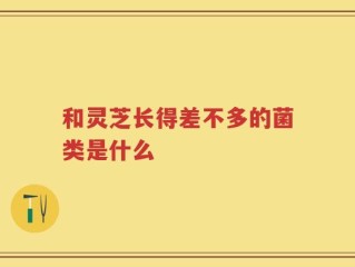 和灵芝长得差不多的菌类是什么
