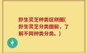 野生灵芝种类区别图(野生灵芝分类图解，了解不同种类分类。)
