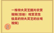 一株特大灵芝图片欣赏视频(惊艳！观赏灵性极高的特大灵芝的壮观视频)