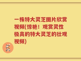 一株特大灵芝图片欣赏视频(惊艳！观赏灵性极高的特大灵芝的壮观视频)