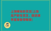 上饶哪有野灵芝(上饶出产野生灵芝，因资源丰富而备受瞩目)