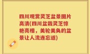 四川观赏灵芝盆景图片高清(四川盆栽灵芝惊艳亮相，美轮美奂的盆景让人流连忘返)