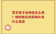 灵芝孢子治痔疮怎么用？槐树根长的茹响片有什么用途