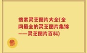 搜索灵芝图片大全(全网最全的灵芝图片集锦——灵芝图片百科)