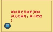 地脉灵芝花图片(地脉灵芝花盛开，美不胜收)
