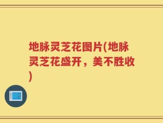 地脉灵芝花图片(地脉灵芝花盛开，美不胜收)