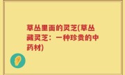 草丛里面的灵芝(草丛藏灵芝：一种珍贵的中药材)