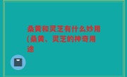 桑黄和灵芝有什么妙用(桑黄、灵芝的神奇用途