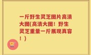 一斤野生灵芝图片高清大图(高清大图！野生灵芝重量一斤展现真容！)