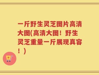 一斤野生灵芝图片高清大图(高清大图！野生灵芝重量一斤展现真容！)