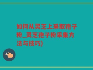 如何从灵芝上采取孢子粉_灵芝孢子粉采集方法与技巧)
