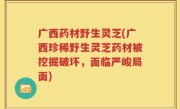 广西药材野生灵芝(广西珍稀野生灵芝药材被挖掘破坏，面临严峻局面)