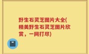 野生石灵芝图片大全(精美野生石灵芝图片欣赏，一网打尽)