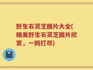 野生石灵芝图片大全(精美野生石灵芝图片欣赏，一网打尽)