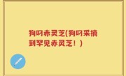 狗叼赤灵芝(狗叼采摘到罕见赤灵芝！)