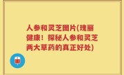 人参和灵芝图片(瑰丽健康！探秘人参和灵芝两大草药的真正好处)
