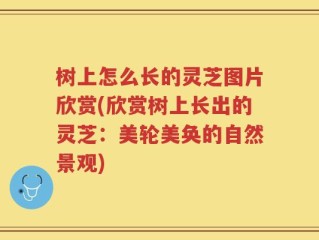 树上怎么长的灵芝图片欣赏(欣赏树上长出的灵芝：美轮美奂的自然景观)