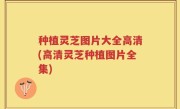 种植灵芝图片大全高清(高清灵芝种植图片全集)